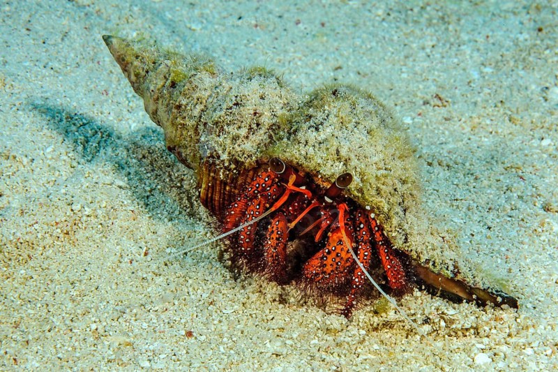 Hermit crab