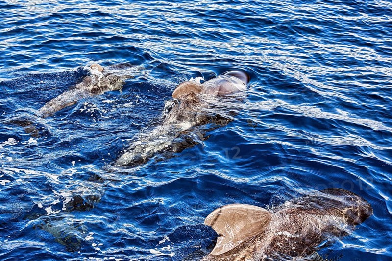 Pilot whale