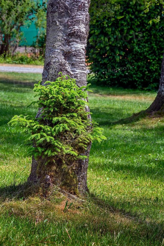 A young fir tree