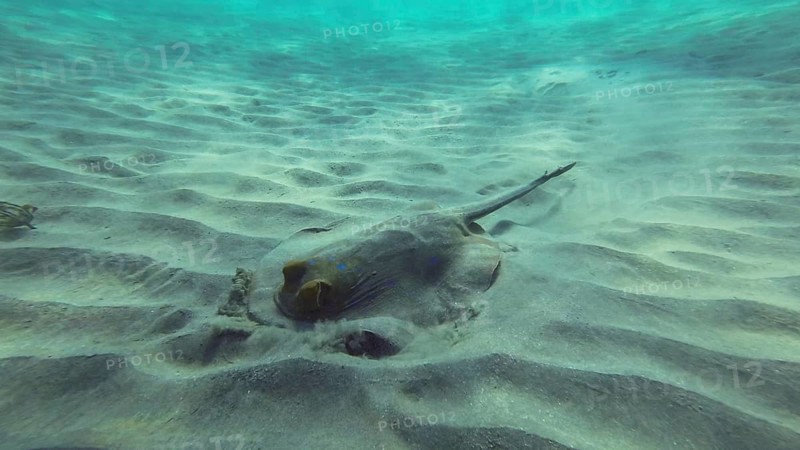 Stingray searches for food at the bottom on sunny day. Blue spotted Stingray or Bluespotted Ribbontail Ray