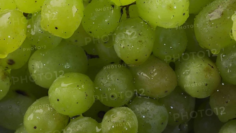 Bunch of green grapes with water drops. Close-up