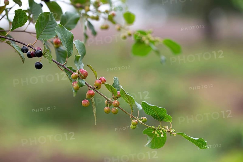 Alder buckthorn