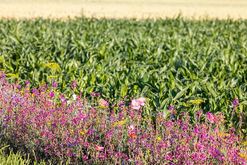 Flowering marginal strips next to agricultural monocultures