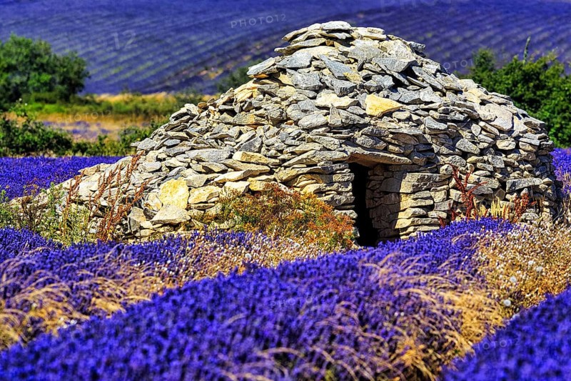 Lavender fields with borie