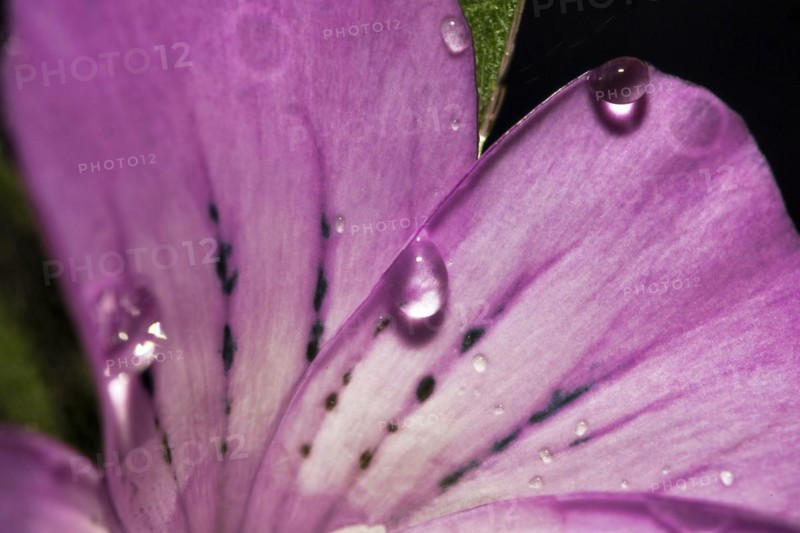 Water droplets on a common corncockle