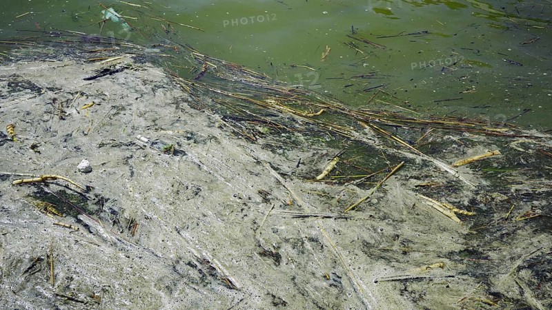 In Black Sea Blue-green algae blooms
