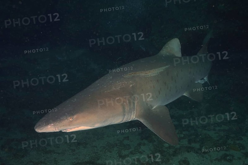 Sand tiger shark