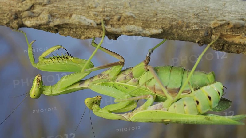 Close-up of mating process of praying mantises. Couple of praying mantis mating hanging under tree branch. Transcaucasian tree mantis