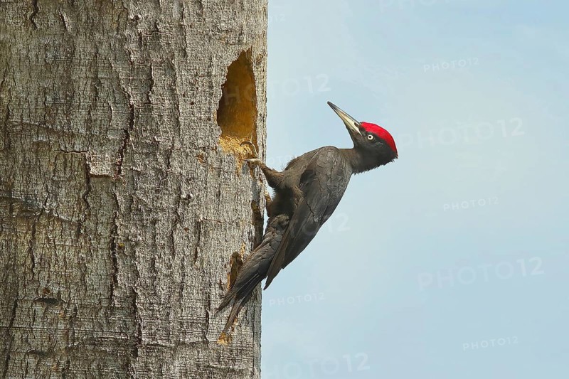Black Woodpecker