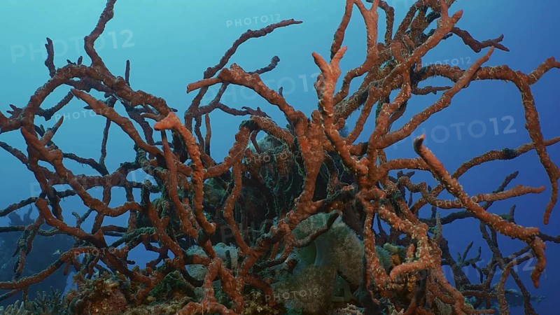Coral reef covereg with bright Red Sponges. Toxic Finger-Sponge