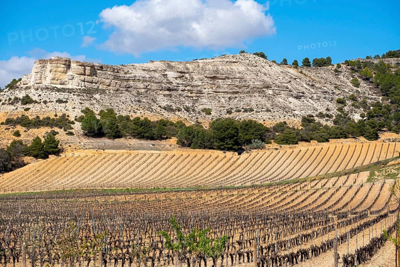 Wine landscape in the Ribera del Duero appellation of origin area in the province of Valladolid in Spain