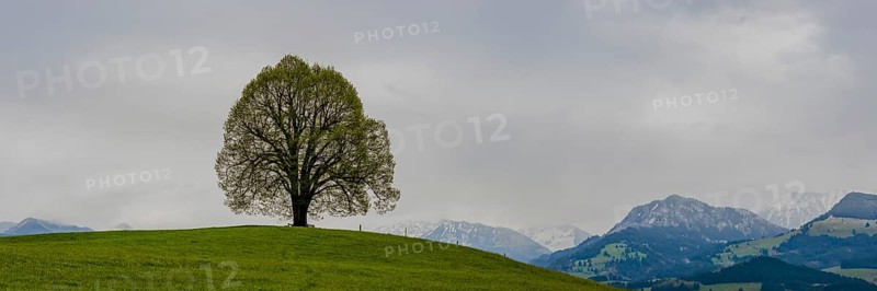 Peace lime tree