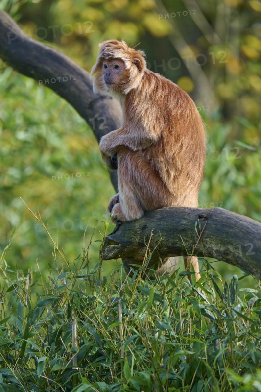 Javan lutung