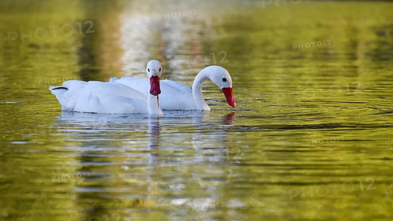 A pair of Coscoroba
