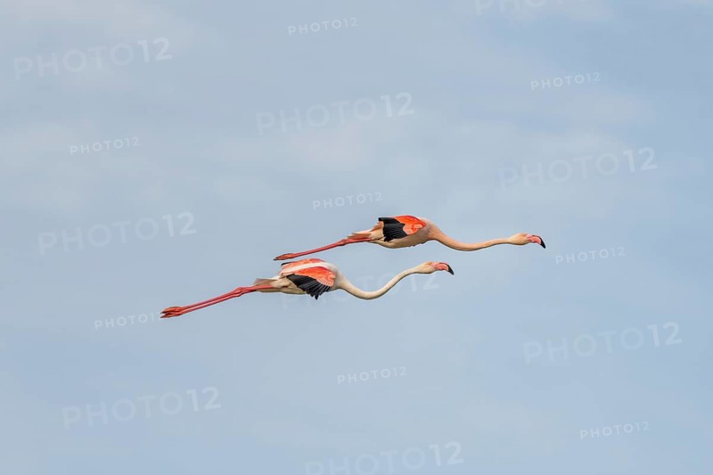 Greater Flamingos
