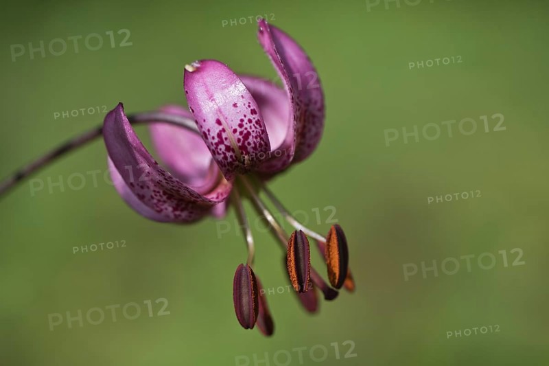 Martagon lily