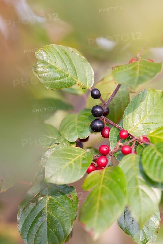 Alder buckthorn