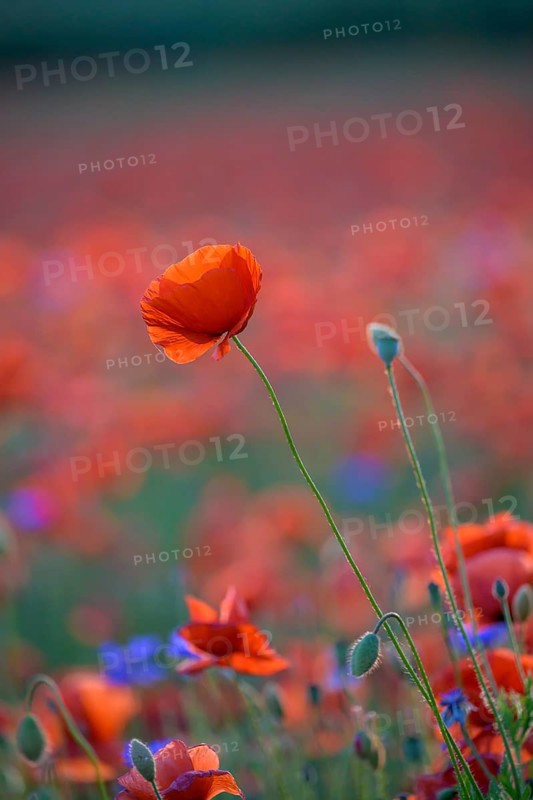 Poppy flowers