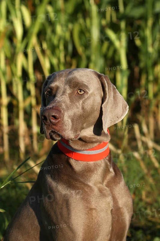 Hunting dog shorthaired Weimaraner in portrait