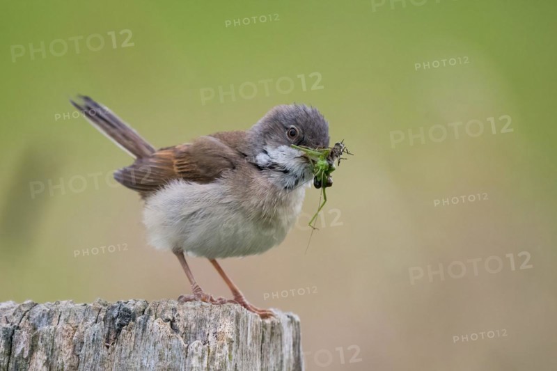 Common whitethroat