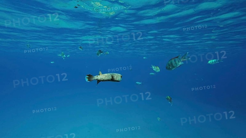 Porcupinefish swim in blue Ocean in sunlight. Ajargo