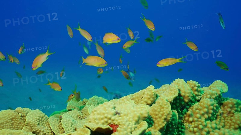 School of Sea Goldie or Lyretail Anthias