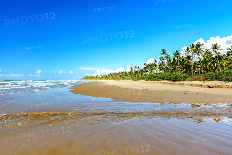 Sargi beach surrounded by coconut trees and completely deserted on a summer morning in Serra Grande on the coast of Bahia