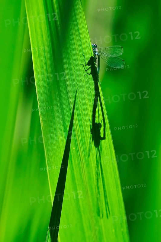 Dragonfly wheel
