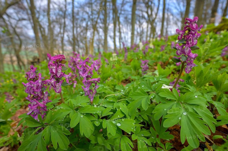 Hollow larkspur