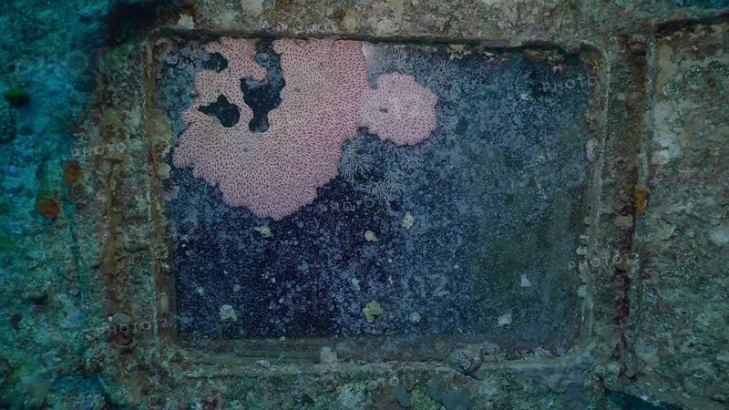Sea animals growing on window glass of cabin of ferry Salem Express shipwreck