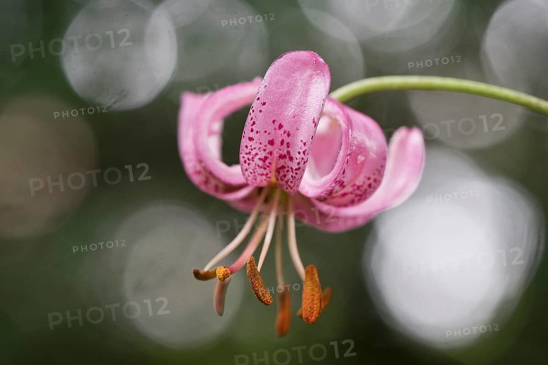 Martagon lily