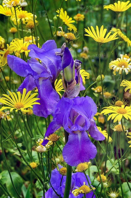 German iris
