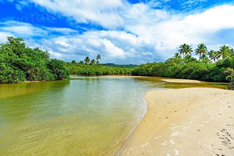River with greenish waters flowing through the mangrove vegetation and rainforest in Serra Grande in the state of Bahia