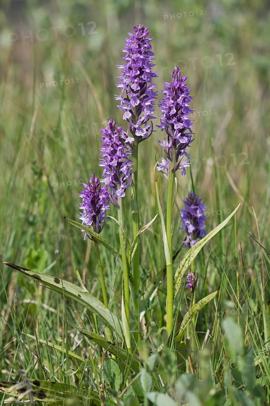Southern marsh orchid