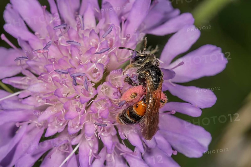 Knautia sand bee