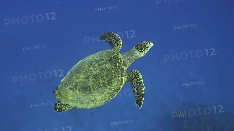 Hawksbill Sea Turtle