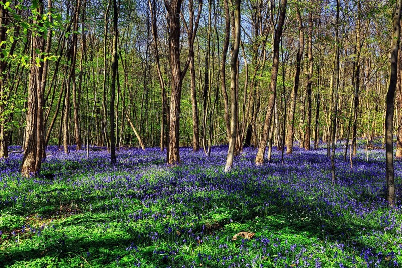 Common bluebell