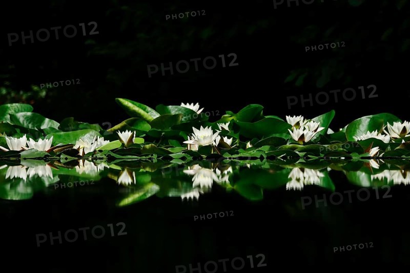 Picturesque white water lilies