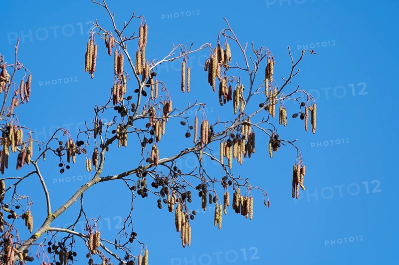 Black alder