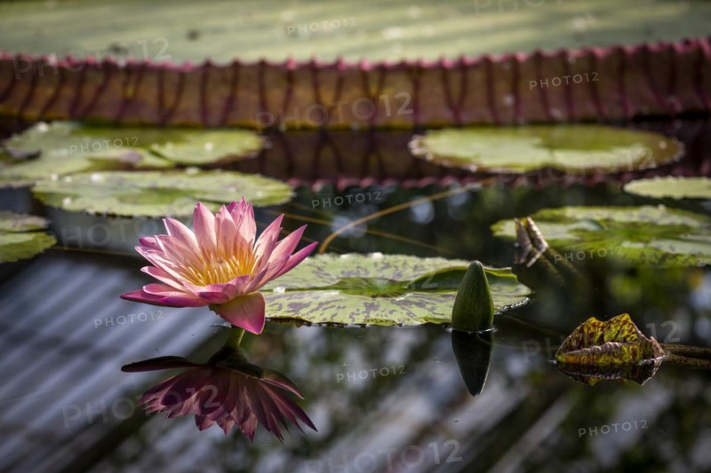 Waterlily in Kew Gardens