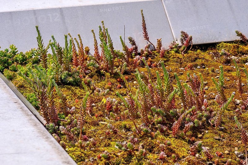 Flat roof with reflexed stonecrop