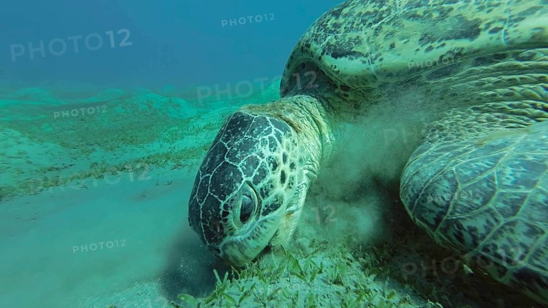 Sea turtle grazing on the seaseabed