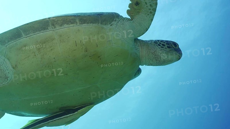 Bottom view of Great Green Sea Turtle