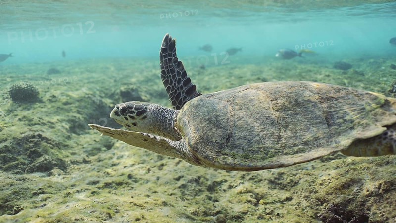 Hawksbill Sea Turtle