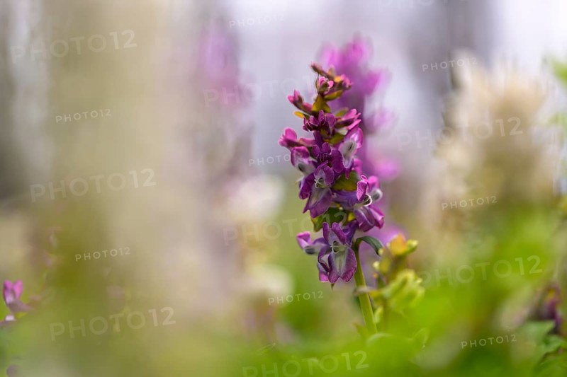 Hollow larkspur