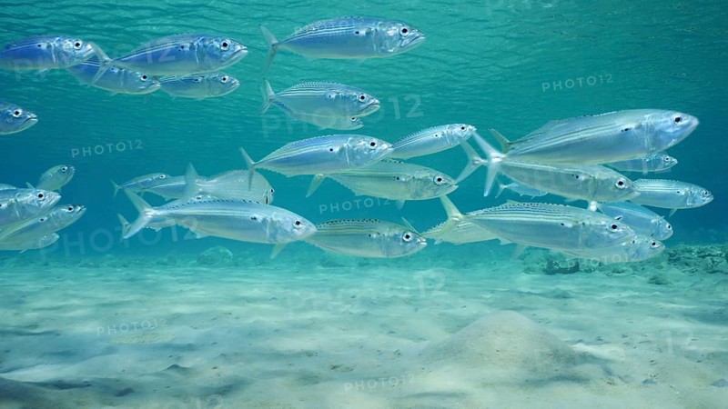 School of Mackerel fish swims over sandy seabed in shallow water on bright sunny day in sunrays