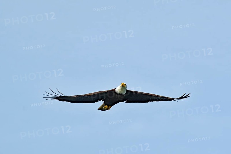 Adult bald eagle in flight