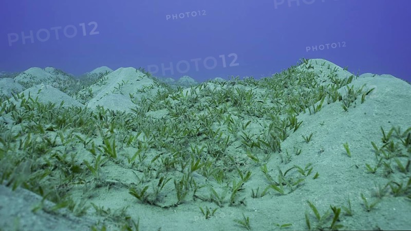 Seagrass bed on hilly sand bottom. Seabed sandy hills covered with Smooth ribbon seagrass