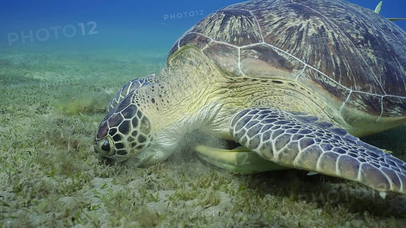 Portrait of Sea turtle grazing on the seaseabed