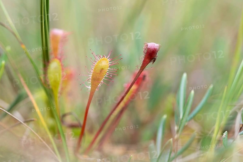 English sundew
